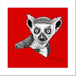 Baby ring tailed lemur Posters and Art